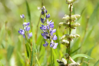 DSC_3655 (Large).JPG